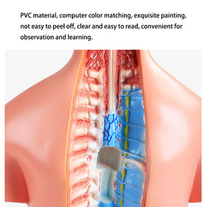 2025 New KRC Medical Science 85 cm Tri-sex Trunk Teaching Model <strong>Human</strong> Anatomical Torso Model <strong>Human</strong> Torso Anatomical Model - Product Image 4