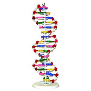 Gelsonlab HSBM-369 DNA Model, DNA Structure Model - Product Image 1