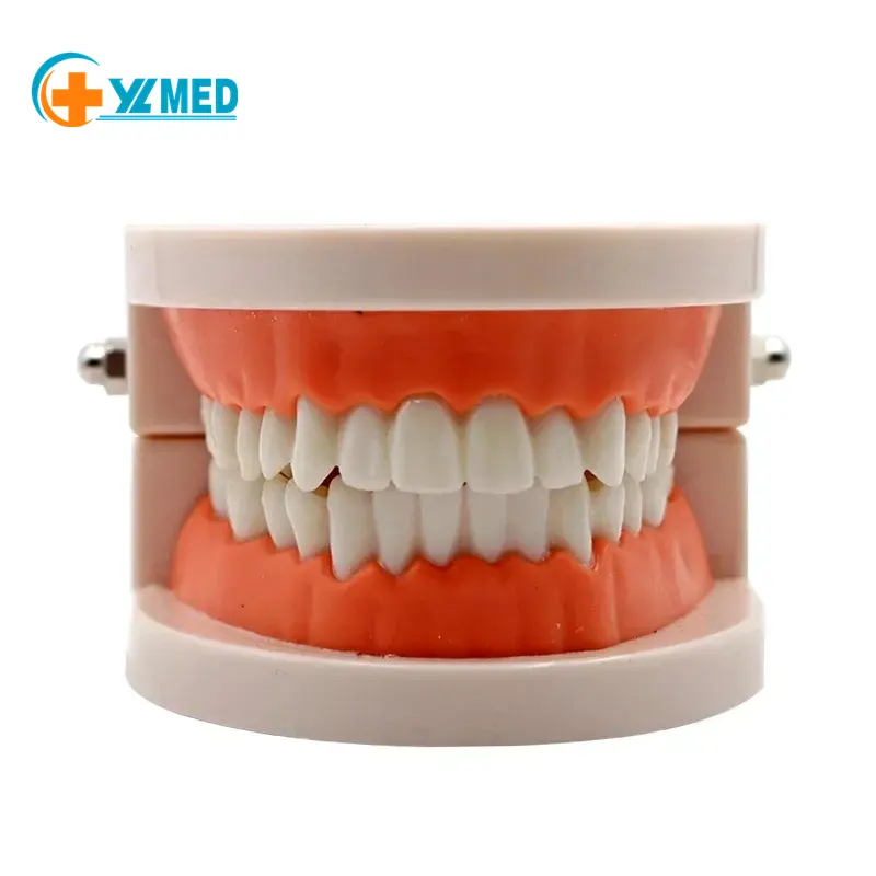 Modelo dental grande para entrenamiento y práctica de cepillado, Natural, con pegamento suave de 28 dientes