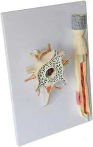 Modelo anatómico de la ciencia médica, cuerpo de célula de neurona humana y estructura de fibra nerviosa, modelo ampliado, experimento, recurso de enseñanza - Product Image 5