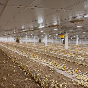 Durable Broiler Floor Farming Equipment for Sale