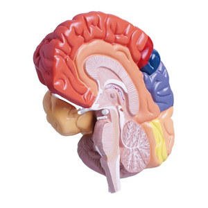 Anatomie der menschlichen Knochen Funktions bereich der rechten Hemisphäre Modell der Gehirn anatomie Medizinische Lehre Gehirn modell Farbe