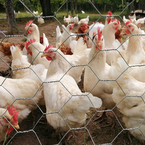 YC Verfügbar zum Verkauf Sechseckiges Draht geflecht heißer Verkauf Geflügel netz Draht gewalzter Zaun Niedrige Preise verzinkter Farmzaun - Product Image 5