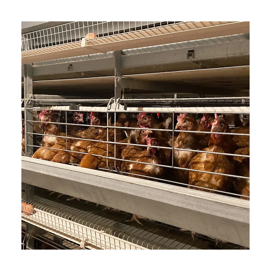 Fabrika kaynağı H tipi pil kafesi kümes hayvanları katmanları için/otomatik tavuk yumurtlama yumurta kafesleri/brooder tavuk kümesi