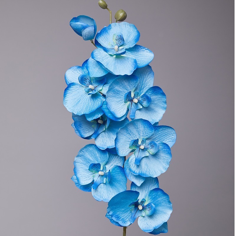 Printemps bleu