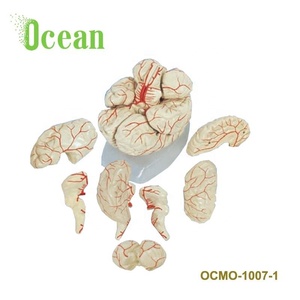 人PVC脑动脉模型 (8部分) 医学解剖脑模型 - Product Image 2