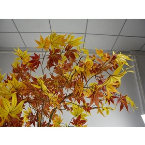 ขายส่งจริง Touch ตกแต่งฤดูใบไม้ร่วงประดิษฐ์ Maple Tree,ความสูง215ซม.ประดิษฐ์ต้นไม้ Bonsai - Product Image 6