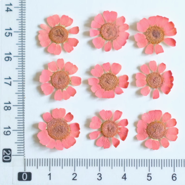 Pink-12pcs oscuro MH657-Dyed