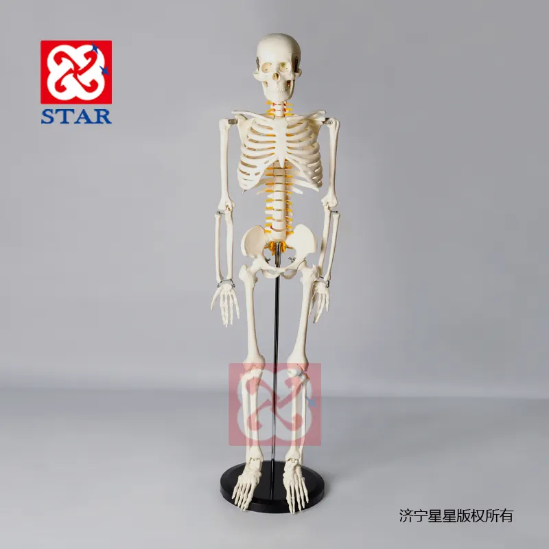 Mini Estructura de cuerpo humano, modelo 4d, esqueleto 3d, músculo y nervioso, Cráneo 3 d, modelo educativo de sicientic