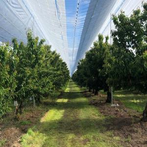 PE Cherry <strong>Cover</strong> Fabric, Bird-proof, Dust-proof and Hail-proof, Fruit Protection <strong>Net</strong>, Cherry <strong>Tree</strong> Covering <strong>Net</strong> - Product Image 1