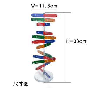 İnsan gen DNA çift sarmal modeli teknolojisi çocuklar DIY biyolojik bilim deney bilim yaygınlaştırma öğretim aracı - Product Image 4