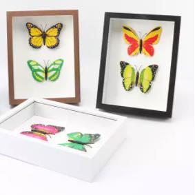 Diy Plant Specimen Display square 2 Inch Deep Shadow <strong>Box</strong> Frame White Black 4 Frame Color <strong>10x10</strong> Shadow <strong>Box</strong> Frame - Product Image 5