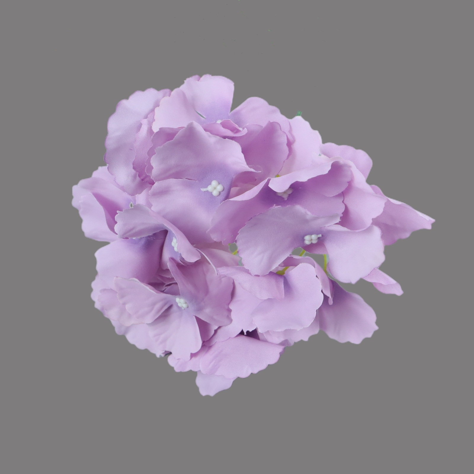 Violet avec des branches