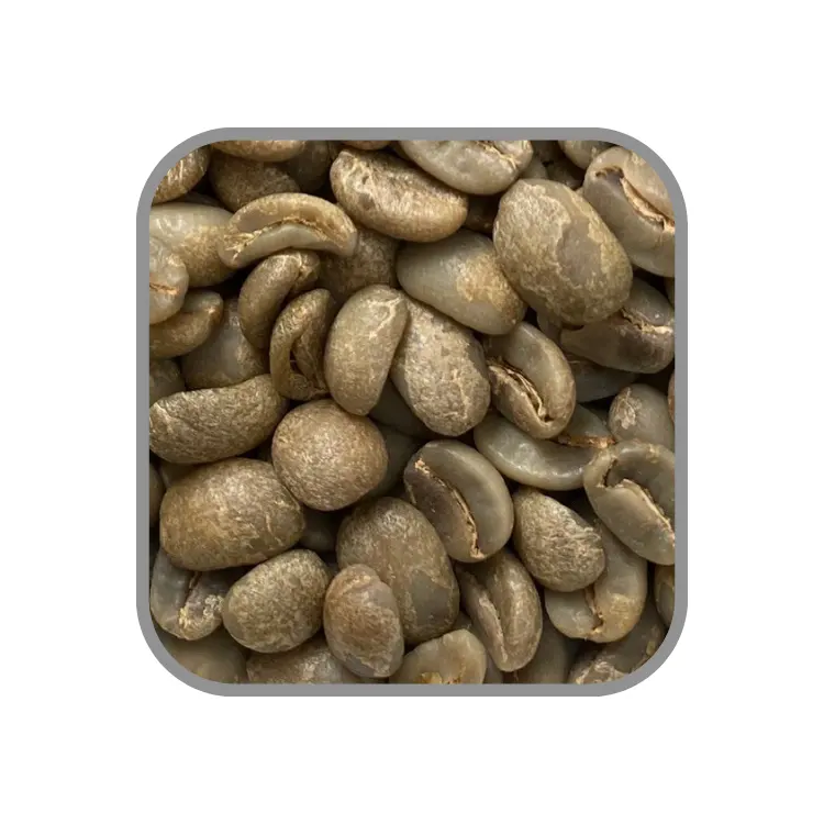 Arabica Green Beans Precio razonable Green Beans Calidad de café Robusta Coffee Logotipo personalizado Bolsa de yute de fabricación de Vietnam
