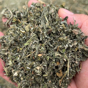 Hierba gatera seca a granel al por mayor de China, hojas sueltas Cat Mint 100%, Hojas de hierba gatera gruesa fina fresca natural cortadas