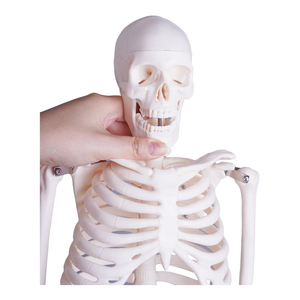 85cm Plastic <strong>Human</strong> Bones Skeleton - Product Image 6