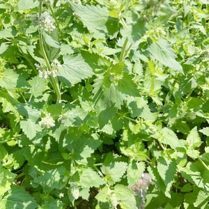 100% productos orgánicos naturales para juguetes para mascotas Catnip aceite esencial Catnip Spray - Product Image 6