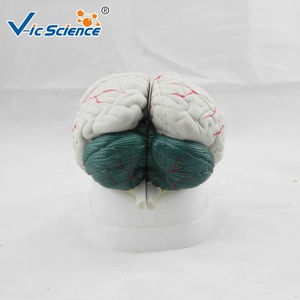 İnsan beyin anatomik tıp bilimleri modeli Brian anatomisi model beyin tıp bilimleri pvc İnsan trombüsünü büyüt - Product Image 3