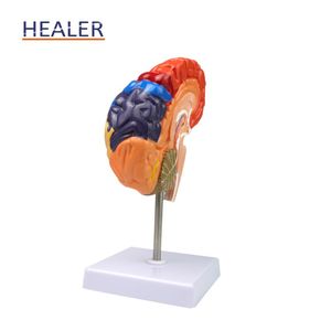 医学院使用的人体器官彩色PVC脑解剖模型 - Product Image 6