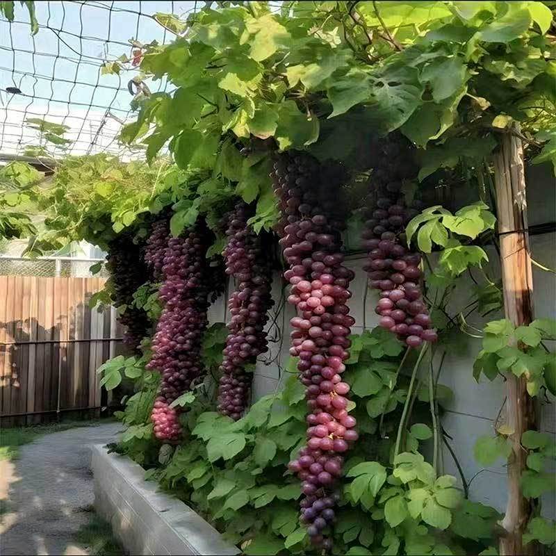 15# Fruit violet