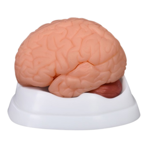 Scienza medica avanzata in PVC staccabile emisfero cerebrale tronco cerebrale cervelletto umano a grandezza naturale anatomia struttura del cervello modello - Product Image 1
