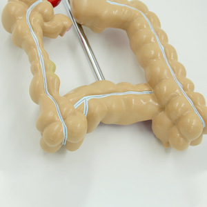 Tıbbi model beyin anorektal doktor-hasta İletişimi anatomik model insan bağırsak modeli - Product Image 6