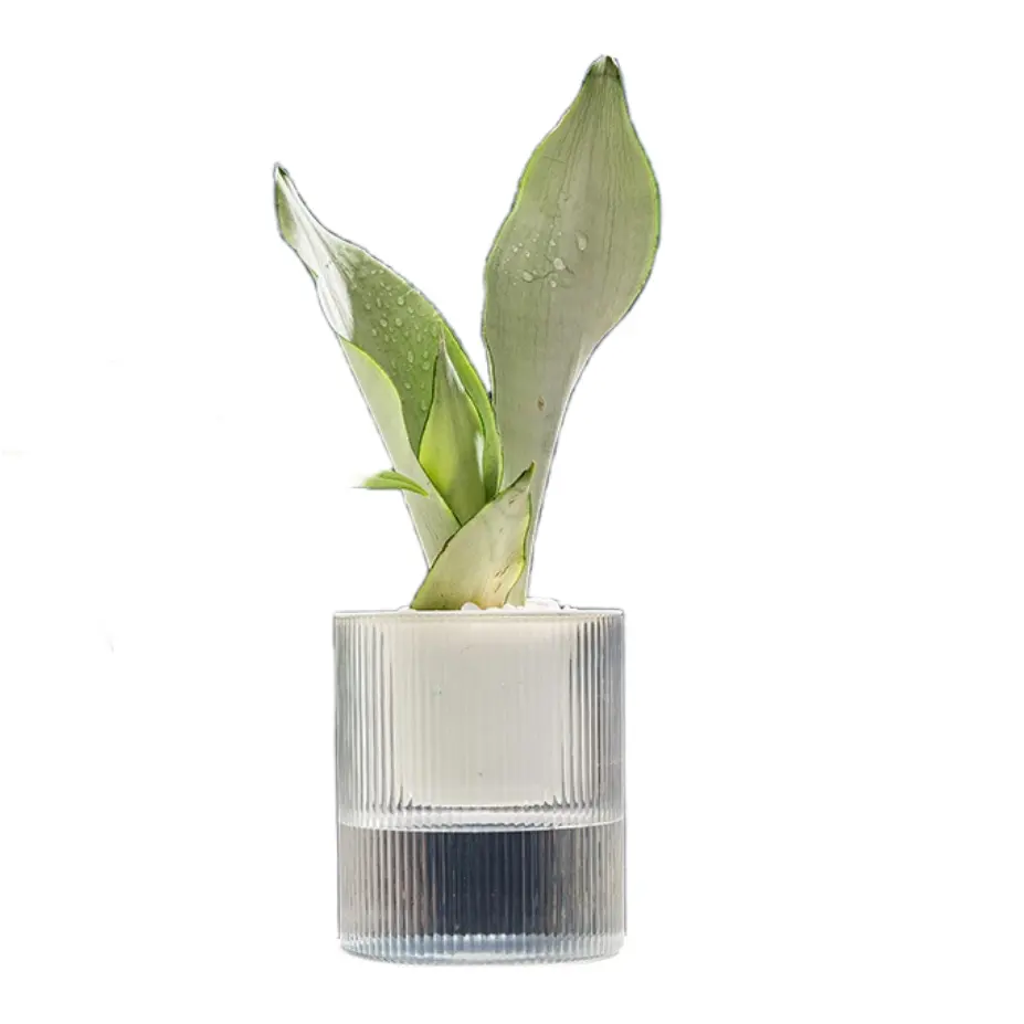 자가 급수 화분 실내 다육 식물 수경 식물 냄비 투명 탁상 화분 홈 분재 장식