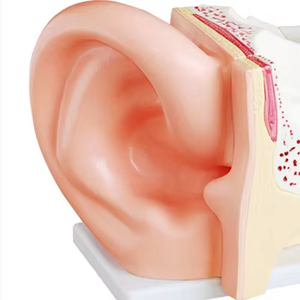 Tıbbi okul kullanımı için detaylı yapısı ile ADA-A1058-1 tıbbi bilim PVC modeli İnsan anatomisi kulak plastik vücut modeli - Product Image 2