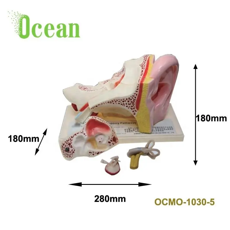 Órganos del cuerpo humano personalizados de fábrica, modelo de oreja medio gigante de silicona para enseñanza médica