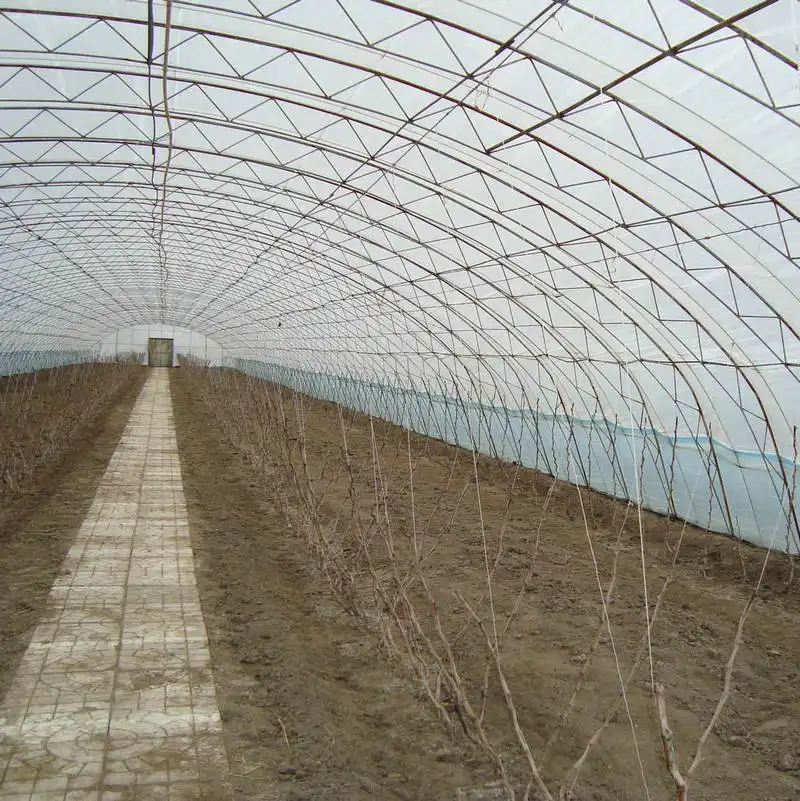 Invernadero comercial tipo túnel agricultura cultivo pepino