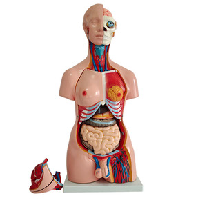 HumanボディモデルHuman胴体モデルHuman胴体筋肉モデル - Product Image 2