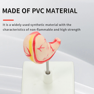 人間の胃の高度な医療モデルを教えるための自然な大きなサイズ - Product Image 5