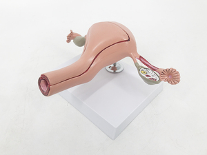 YA/U043 İnsan Normal Uterus modeli eğitim için - Product Image 6