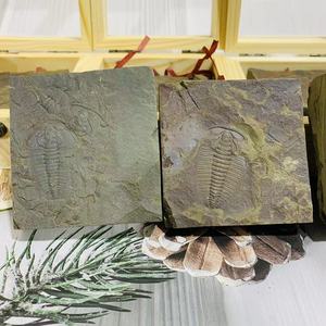 页岩基质上罕见的天然完整红质三叶虫化石 -- 详细的寒武纪家居装饰礼品