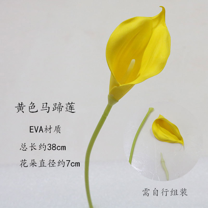A Yellow Horseshoe Lotus