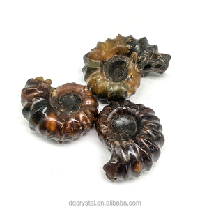 Venta al por mayor de caracolas de amonita natural, colección de fósiles, espécimen fósil de caracola en bruto natural de Madagascar colorido para Decoración - Product Image 1