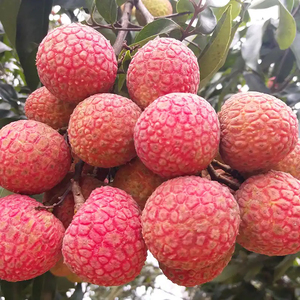 <strong>Export</strong> Fresh Chinese Lychee Sweet Lychee (BaiTangYing) - Product Image 5