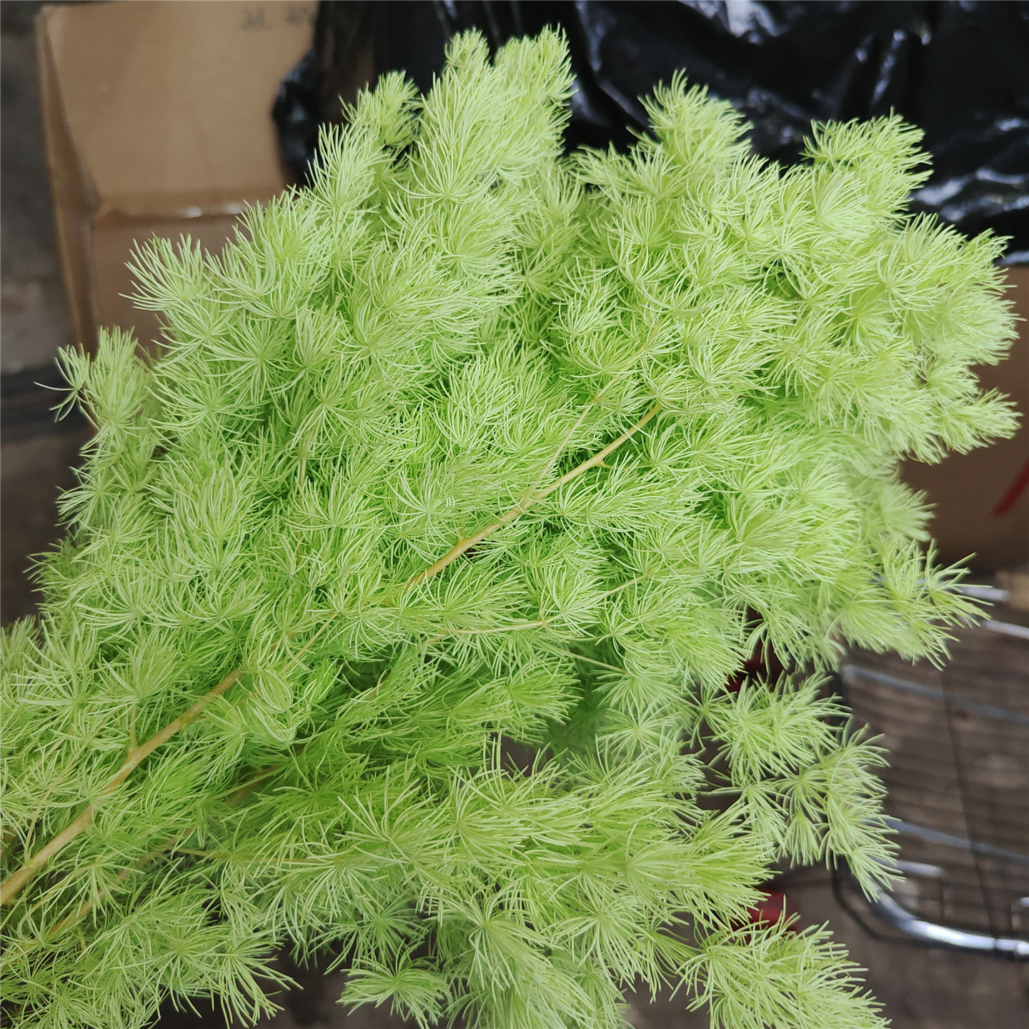 Light Green