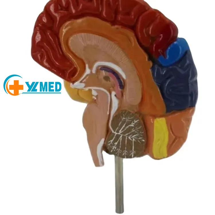 Modelo de área funcional del cerebro para uso médico, modelo de ciencia médica anatómica de fábrica con gráfico de descripción en inglés