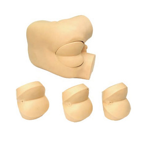 Advanced Digital PVC Training Model for Prostate Examination Rectal <strong>Palpation</strong> Simulation of DRE in Medical School Diagnosis - Product Image 4