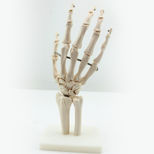 Anatomical <strong>Human</strong> Teaching Hand Bone of PVC Material - Product Image 1