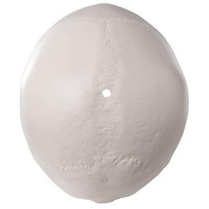 PVC <strong>Human</strong> Skull Anatomy Model - <strong>3</strong> Part Life Size Anatomically Correct , Skull Cap with External and Interior Structures - Product Image 6