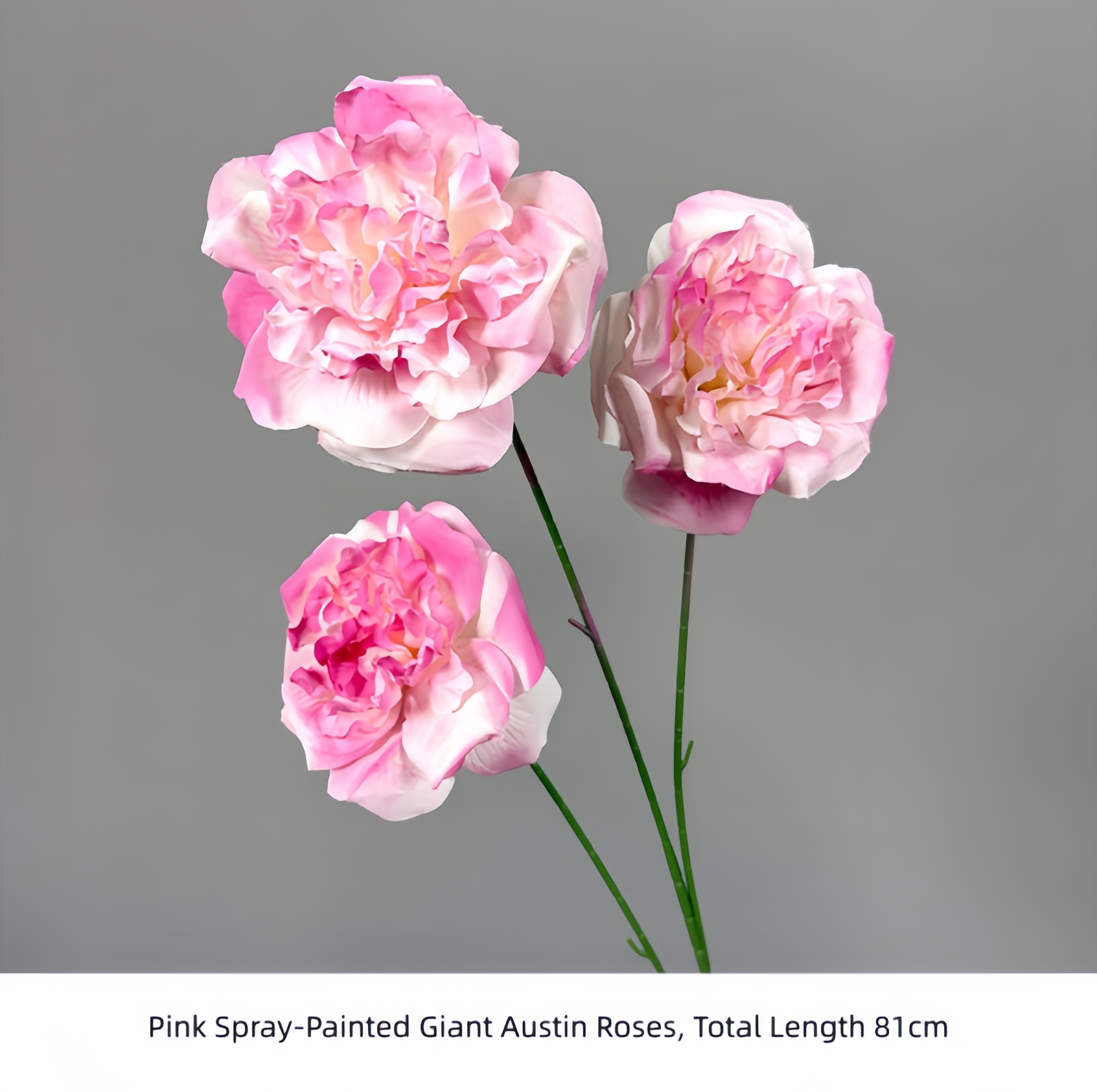 Giant Austin Rose