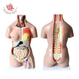 İnsan mankeni tıp bilimi 32 parça Unisex kafa gövde ve İç Organ İnsan Torso anatomik modeli - Product Image 3
