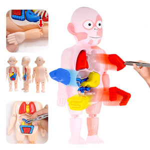 最畅销的简单人体器官结构模型玩具科学教育儿童Diy套件。 - Product Image 6