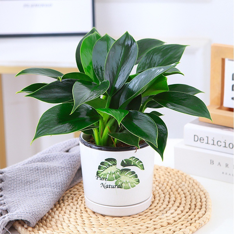 Premium golden diamond-turtleback pot nutrient solution