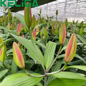 Hot Selling Hot-Dip Galvanized Structure Glass Greenhouse - Product Image 6
