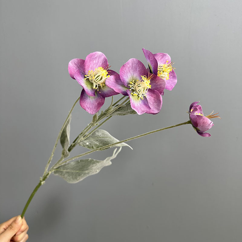Pourpre