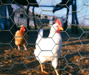 Rete metallica esagonale della rete del pollo dell'azienda agricola economica del recinto della rete metallica tessuta con il servizio di taglio della tessitura della saia incluso - Product Image 5