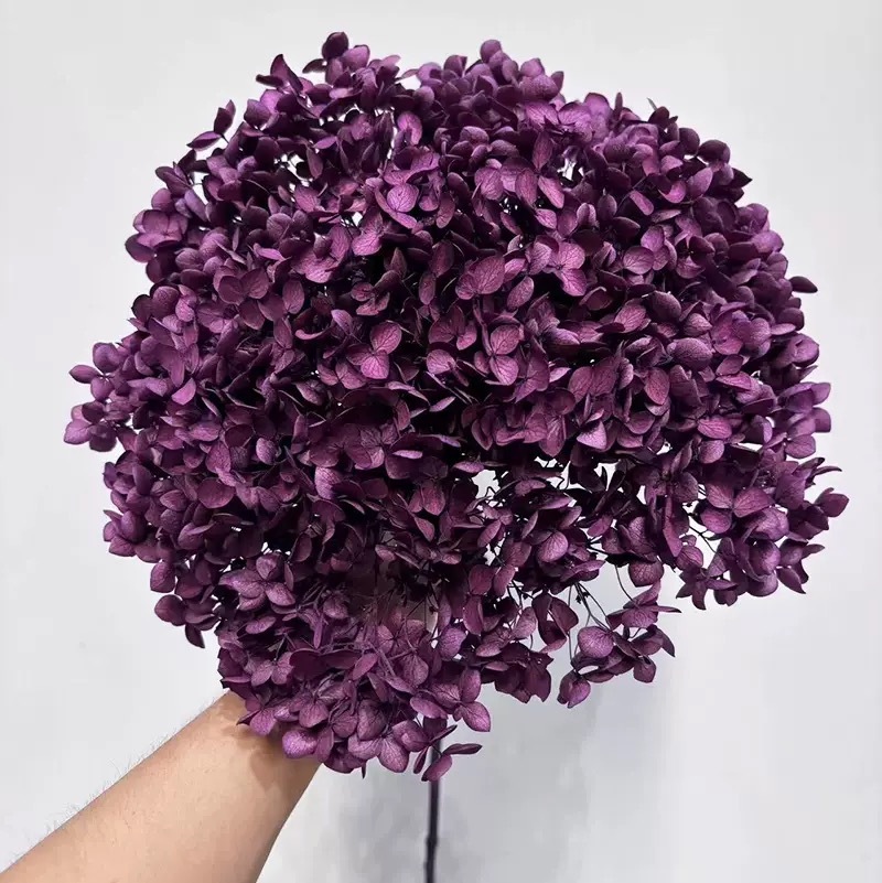 absorbing purple